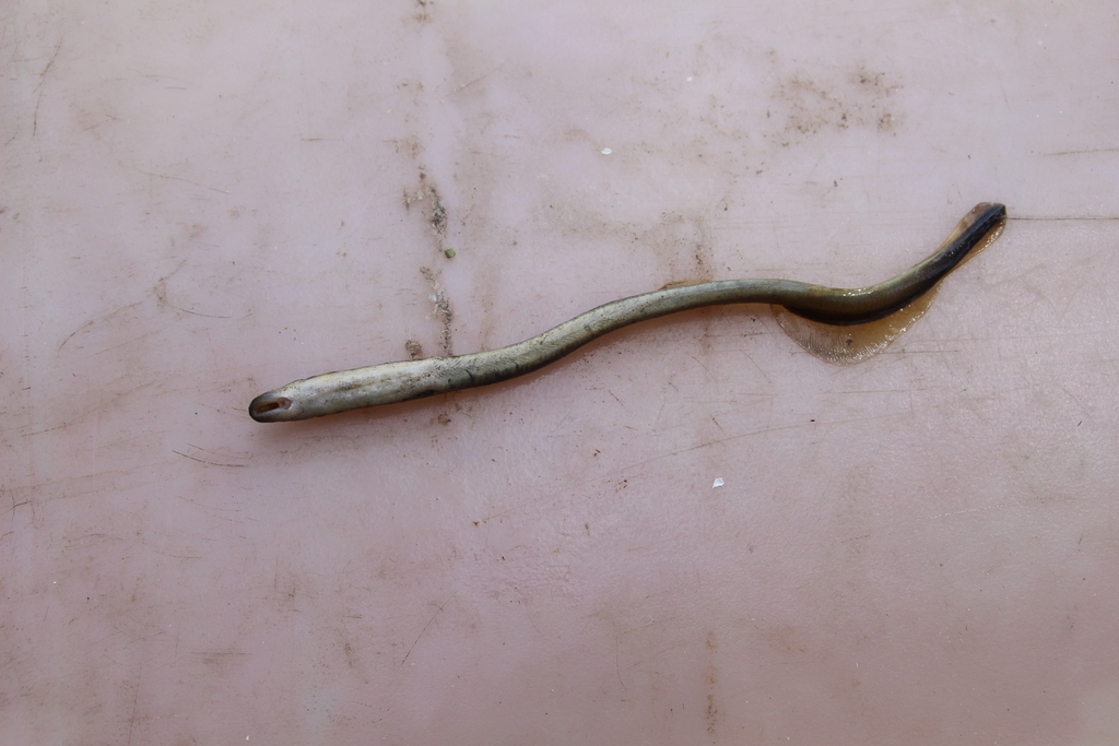 Siberian brook lamprey (Lethenteron kessleri) — Petromyzontidae