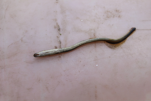 Siberian brook lamprey (Lethenteron kessleri) — Petromyzontidae