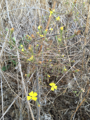 Hemizonia congesta lutescens