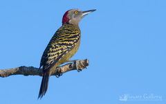 Hispaniolan Woodpecker photo 2