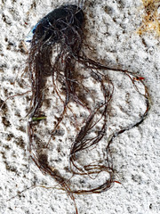 Gracilaria