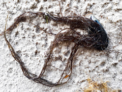 Gracilaria