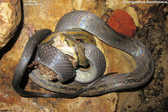 Black Copper Rat Snake photo 4