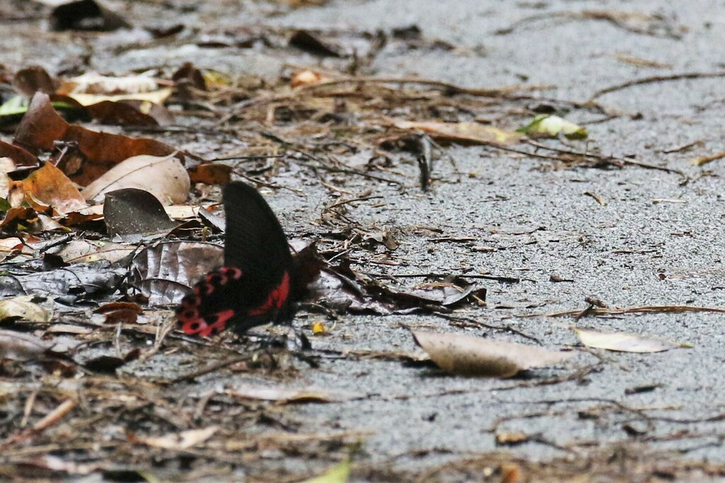 Scarlet Mormon Swallowtail from Batong Malake, Los Baños, Laguna