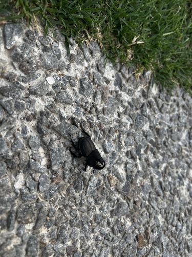 Diloboderus abderus