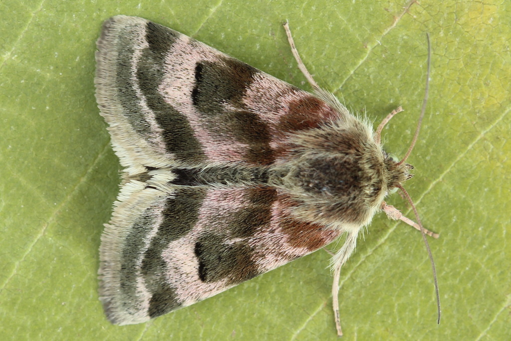 Heliothis