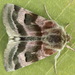 Heliothis - Photo (c) Andrey Ponomarev, some rights reserved (CC BY-NC), uploaded by Andrey Ponomarev