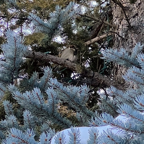 House Sparrow photographed in Wyoming
