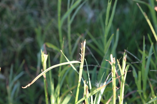 limpograss (Hemarthria altissima)