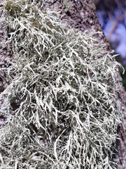 Ramalina peruviana