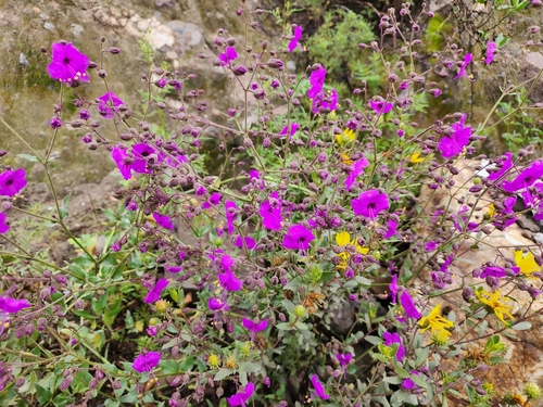 Mirabilis elegans (Mirabilis elegans)