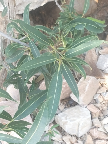 Ficus salicifolia (Ficus salicifolia)