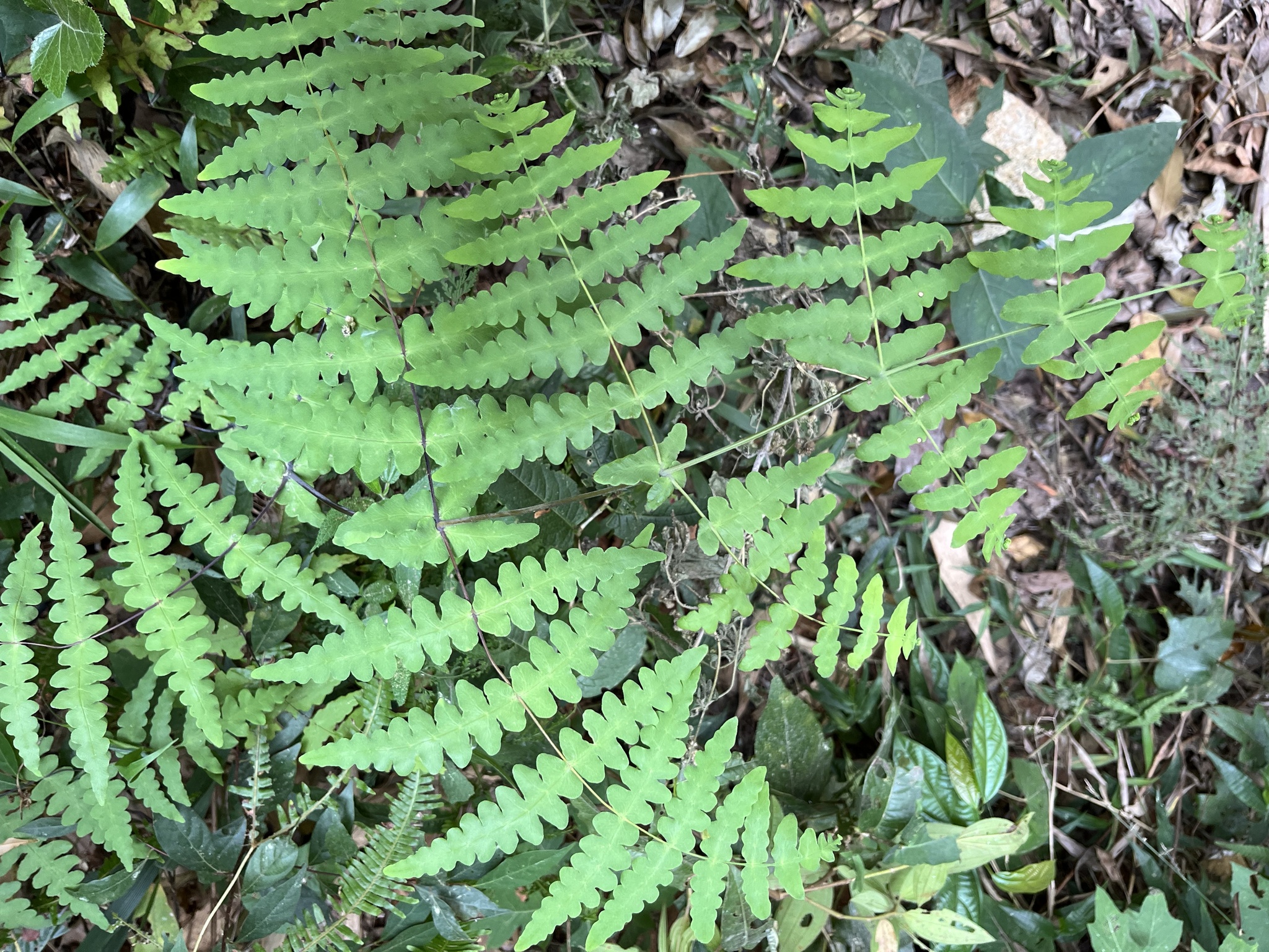 Histiopteris incisa (Histiopteris incisa)