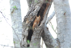 Megascops guatemalae