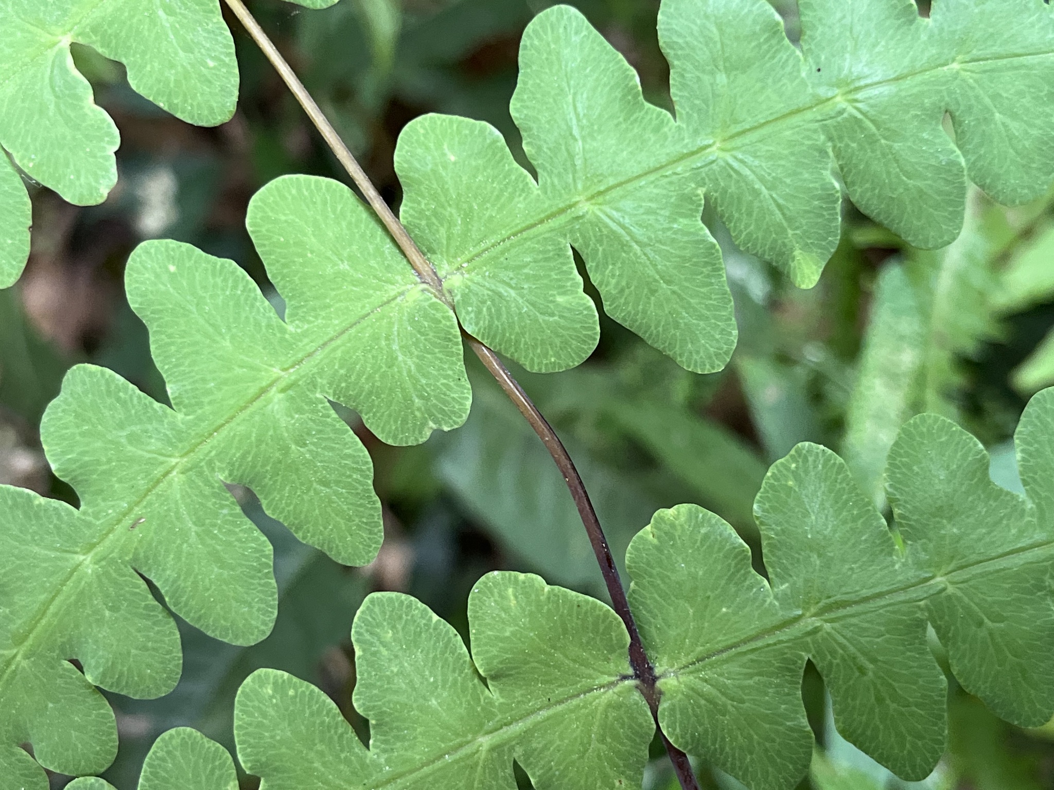 Histiopteris incisa — ảnh 2