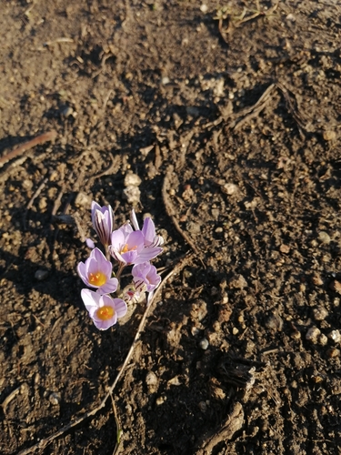 Reticulated Crocus