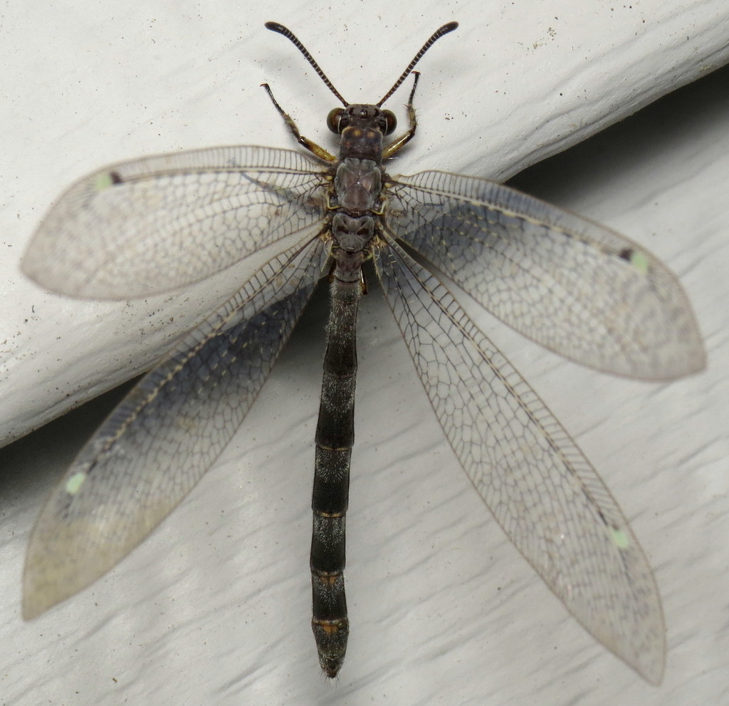 Myrmeleon immaculatus