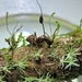Ophiocordyceps camponoti-renggeri - Photo (c) Tales Alves Jr., algunos derechos reservados (CC BY-NC), subido por Tales Alves Jr.