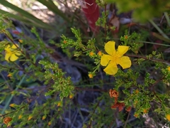 Hypericum brachyphyllum