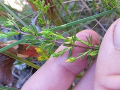 Hypericum brachyphyllum