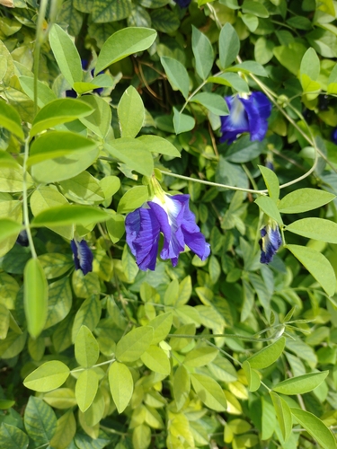 Blue Pea