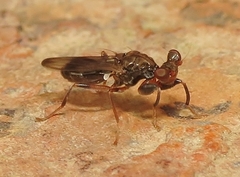 Sphyracephala brevicornis