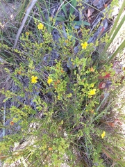 Hypericum brachyphyllum