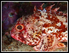 Scorpaena notata