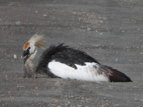 Gray Crowned-Crane