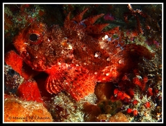 Scorpaena notata
