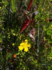 Hypericum brachyphyllum