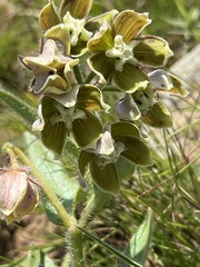 Asclepias cultriformis image