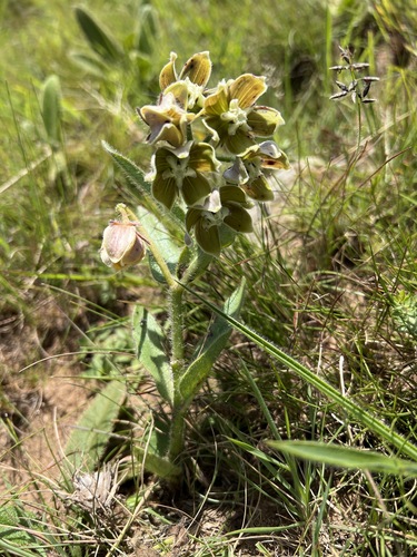 Asclepias cultriformis image