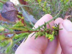 Hypericum brachyphyllum