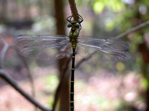 Chlorogomphus preciosus