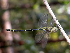 Chlorogomphus