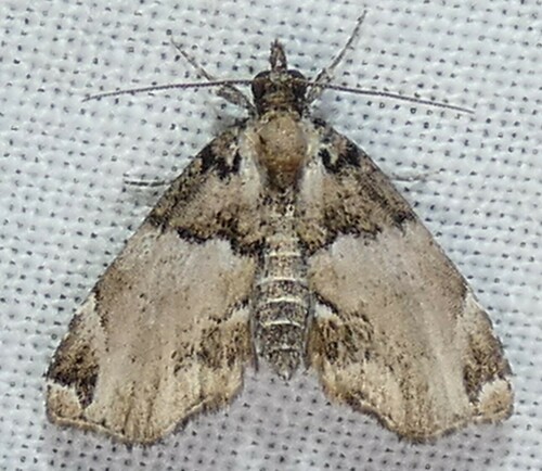 Distinguished Cypress Owlet Moth photo 3