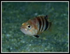 Serranus hepatus