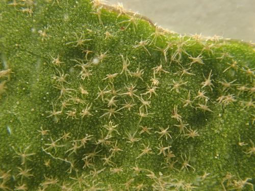 Atlantic Ivy