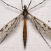 Tipula - Photo (c) Nick Block, some rights reserved (CC BY), uploaded by Nick Block