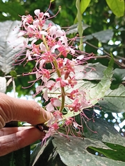 Humboldtia brunonis, photograph (c) Rama Narayanan, some rights reserved (CC BY)