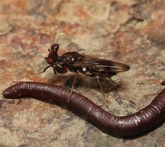 Sphyracephala brevicornis