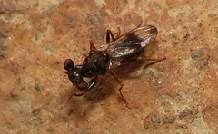 Sphyracephala brevicornis