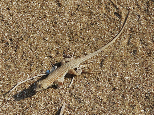 Blandford's Fringe-toed Lizard