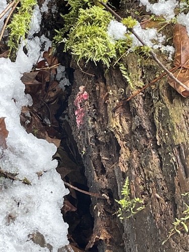 pink polypore mould