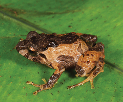Urdaneta Robber Frog photo 1