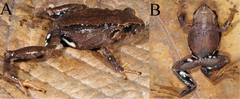 Urdaneta Robber Frog photo 2