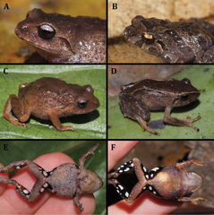 Urdaneta Robber Frog photo 3