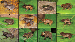 Urdaneta Robber Frog photo 4