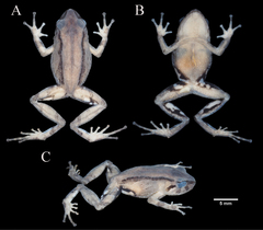 Urdaneta Robber Frog photo 5